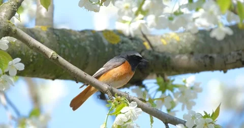 The common redstart close up Stock Footage 160502937