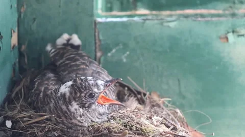 Common Redstart Feeding Cuckoo Chick in Nest – Brood Parasitism Behavior Stock-Footage 332604830