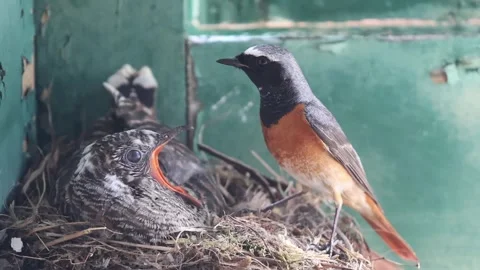 Common Redstart Feeding Cuckoo Chick in Nest – Brood Parasitism Behavior Stock-Footage 332604862