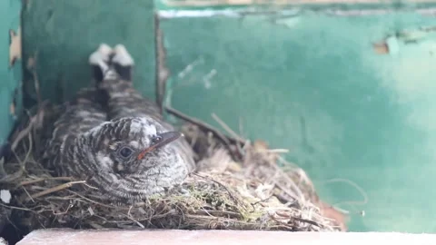 Common Redstart Feeding Cuckoo Chick in Nest – Brood Parasitism Behavior Stock-Footage 332604872