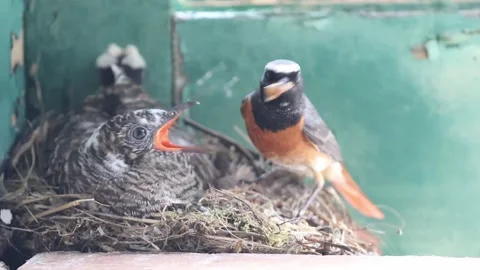 Common Redstart Feeding Cuckoo Chick in Nest – Brood Parasitism Behavior Stock-Footage 332604886