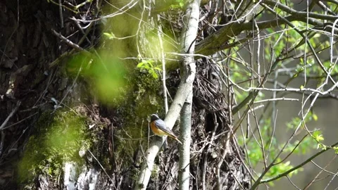 Common redstart, or often simply redstart, is small passerine bird in genus P Stock Footage 194430211