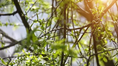 Common redstart, or often simply redstart, is small passerine bird in genus P Stock Footage 196009733
