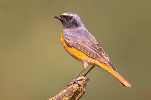 Common redstart perched on branch of tree Stock Photos