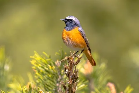 Common redstart perched on branch of tree Stock Photos