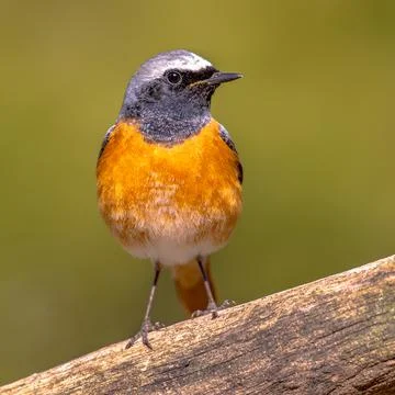 Common redstart perched on branch of tree Stock Photos