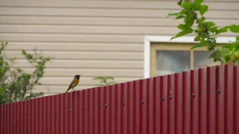 Common redstart perched on a fence Video stock 204028894