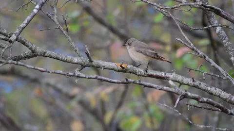 Common Redstart Phoenicurus phoenicurus. The bird sits on a branch Stock Footage 173838085