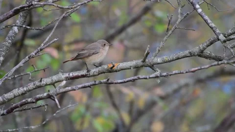Common Redstart Phoenicurus phoenicurus. The bird sits on a branch  Stock-Footage 193125647