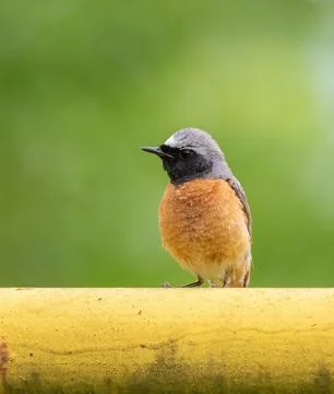 Common redstart, Phoenicurus phoenicurus. A bird sits on a gas pipe Stock Photos