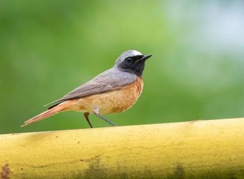 Common redstart, Phoenicurus phoenicurus. A bird sits on a gas pipe Stock-Fotos
