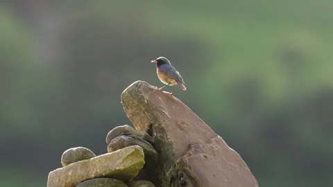 The Common Redstart (Phoenicurus phoenicurus) Britain, UK Stock Footage 337721615
