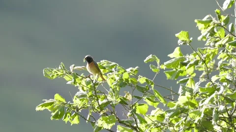 The Common Redstart (Phoenicurus phoenicurus) Britain, UK Video stock 337721964