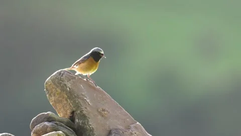 The Common Redstart (Phoenicurus phoenicurus) Britain, UK Vídeo Stock 337722178