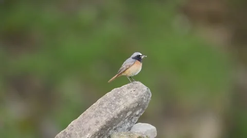 The Common Redstart (Phoenicurus phoenicurus) Britain, UK 스톡 동영상 337722478