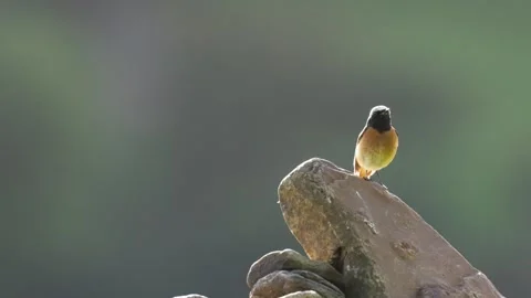 The Common Redstart (Phoenicurus phoenicurus) Britain, UK Vídeos de archivo 337722636