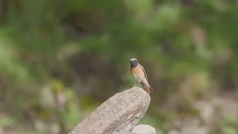The Common Redstart (Phoenicurus phoenicurus) Britain, UK Vídeo Stock 337724345