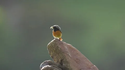 The Common Redstart (Phoenicurus phoenicurus) Britain, UK Stock Footage 337724508
