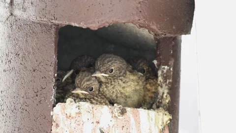 Common redstart (Phoenicurus phoenicurus) chicks Stock Footage 131892470