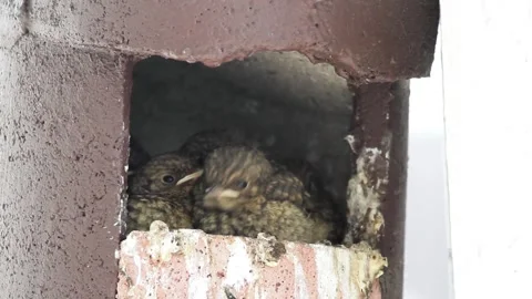 Common redstart (Phoenicurus phoenicurus) chicks Stock Footage 131892633