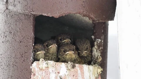 Common redstart (Phoenicurus phoenicurus) chicks Stock Footage 131892687