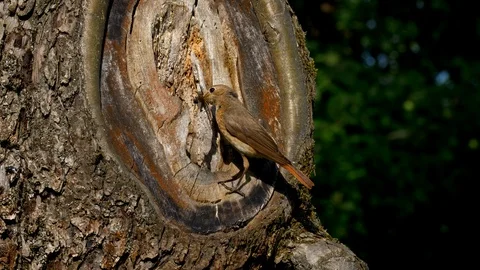 Common redstart (Phoenicurus phoenicurus) feeding chicks in nest Stock-Footage 101554117