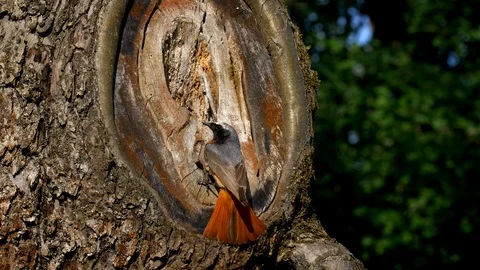 Common redstart (Phoenicurus phoenicurus) feeding chicks in nest Video stock 101554793