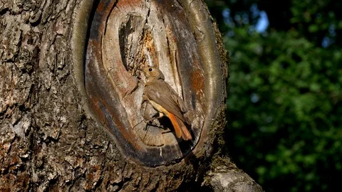 Common redstart (Phoenicurus phoenicurus) feeding chicks in nest Stock-Footage 101555143