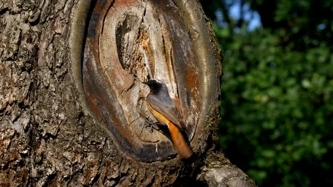 Common redstart (Phoenicurus phoenicurus) feeding chicks in nest Stock Footage 101555778