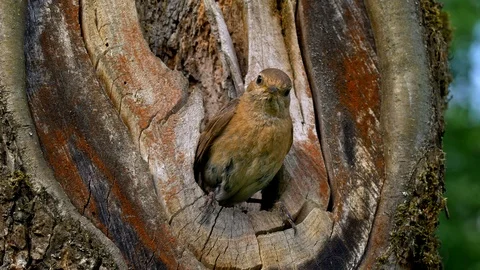 Common redstart (Phoenicurus phoenicurus) feeding chicks in nest Stock-Footage 101556756