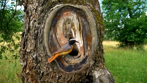 Common redstart (Phoenicurus phoenicurus) feeding chicks in nest Stock-Footage 101557631