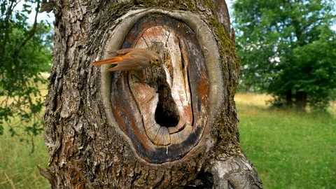 Common redstart (Phoenicurus phoenicurus) feeding chicks in nest Stock-Footage 101557811