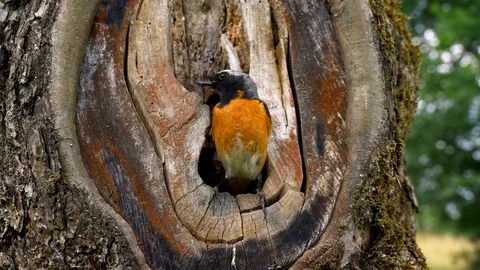 Common redstart (Phoenicurus phoenicurus) feeding chicks in nest Video stock 101557870