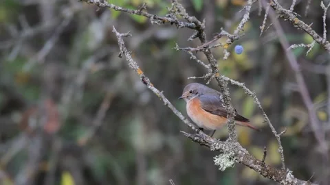 Common Redstart Phoenicurus phoenicurus.  Stock-Footage 164401495