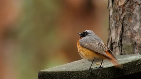 Common redstart Phoenicurus phoenicurus on a nestbox Vidéo 221858187