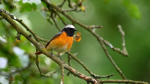 Common redstart (Phoenicurus phoenicurus) perched on a twig Stock-Footage 101551993