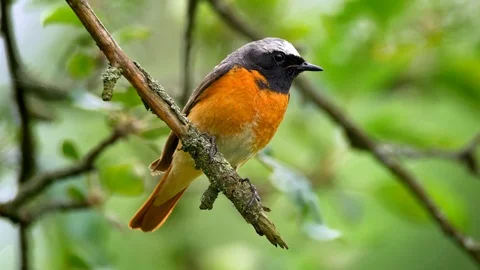 Common redstart (Phoenicurus phoenicurus) perched on a twig Stock-Footage 101552088