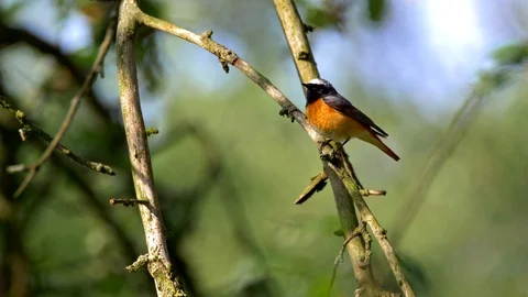 Common redstart (Phoenicurus phoenicurus) perched on a twig Stock-Footage 101552337