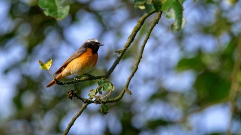 Common redstart (Phoenicurus phoenicurus) perched on a twig Stock-Footage 101552563