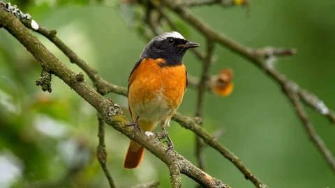 Common redstart (Phoenicurus phoenicurus) perched on a twig Stock-Footage 101560393