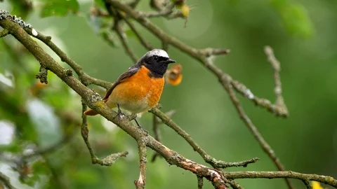 Common redstart (Phoenicurus phoenicurus) perched on a twig Stock-Footage 101560495