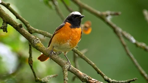 Common redstart (Phoenicurus phoenicurus) perched on a twig Stock-Footage 101560501
