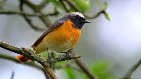 Common redstart (Phoenicurus phoenicurus) perched on a twig Video stock 101560671