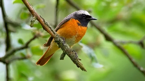 Common redstart (Phoenicurus phoenicurus) perched on a twig Stock-Footage 101560674