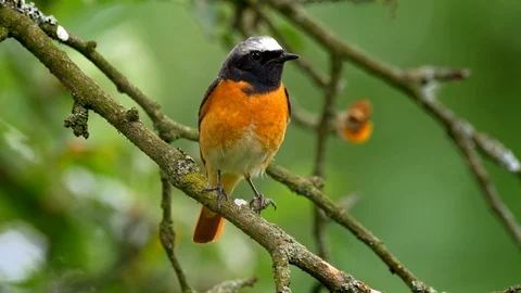 Common redstart (Phoenicurus phoenicurus) perched on a twig Stock-Footage 101560731