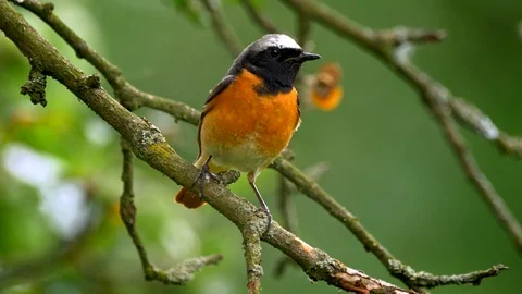Common redstart (Phoenicurus phoenicurus) perched on a twig Stock-Footage 101560864