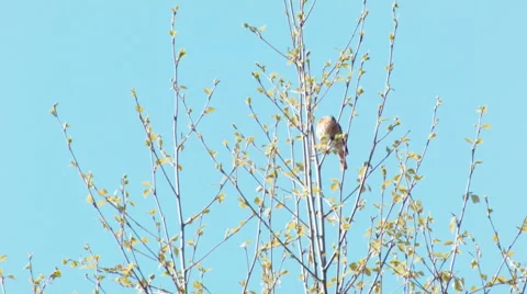 Common redstart Phoenicurus phoenicurus singing Video stock 64242607