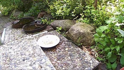 Common redstart (Phoenicurus phoenicurus) taking a bath in bowl. Vídeo Stock 84144065