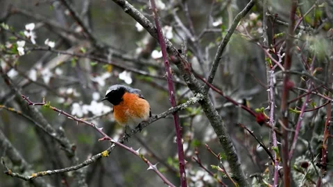 Common Redstart Phoenicurus phoenicurus in the wild Stock-Footage 243552763