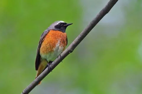Common redstart Stock Photos